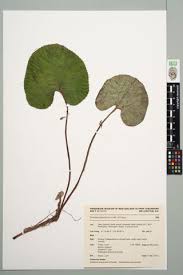 Attēlu rezultāti vaicājumam “Petasites spurius”