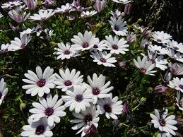 Image result for Dimorphotheca pluvialis