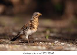 Attēlu rezultāti vaicājumam “Turdus pilaris”