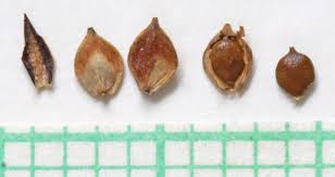 Attēlu rezultāti vaicājumam “Carex capillaris fruit”