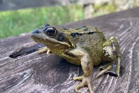 Image result for Bath Amphibians