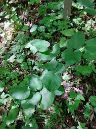 Attēlu rezultāti vaicājumam “Laserpitium latifolium leaf”