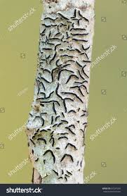 Attēlu rezultāti vaicājumam “Graphis scripta”