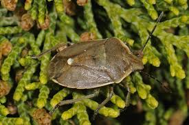 Attēlu rezultāti vaicājumam “Chlorochroa pinicola”