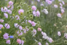 Attēlu rezultāti vaicājumam “Knautia arvensis fruit”