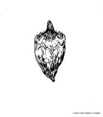 Attēlu rezultāti vaicājumam “Ambrosia artemisiifolia fruit”