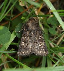 Attēlu rezultāti vaicājumam “Tholera cespitis”