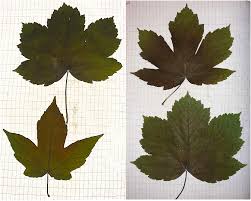 Attēlu rezultāti vaicājumam “Acer pseudoplatanus leaf”