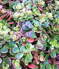 Image result for Sedum album `Coral Carpet`