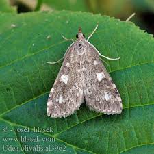 Attēlu rezultāti vaicājumam “Udea olivalis”