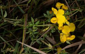 Attēlu rezultāti vaicājumam “Lotus corniculatus”