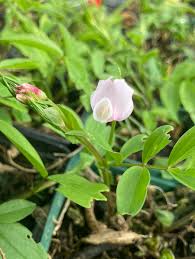 Attēlu rezultāti vaicājumam “Lathyrus vernus bud”