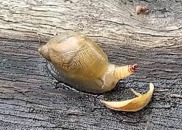 Attēlu rezultāti vaicājumam “Leucochloridium paradoxum”