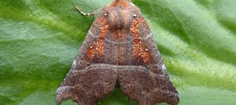 Attēlu rezultāti vaicājumam “Scoliopteryx libatrix”