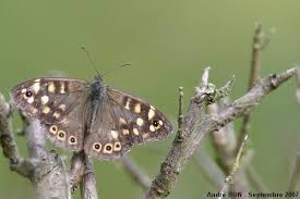 Attēlu rezultāti vaicājumam “Pararge aegeria upperside”