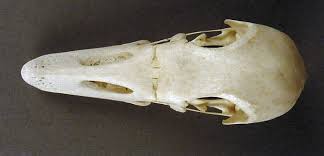 Attēlu rezultāti vaicājumam “Anser serrirostris”