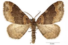 Attēlu rezultāti vaicājumam “Xanthorhoe ferrugata”