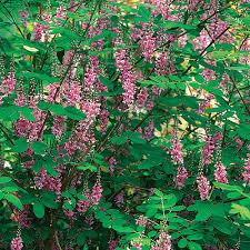 Attēlu rezultāti vaicājumam “Symphoricarpos x chenaultii”