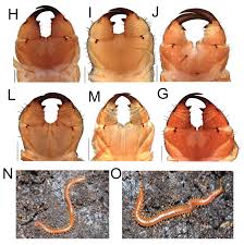 Attēlu rezultāti vaicājumam “Geophilidae”