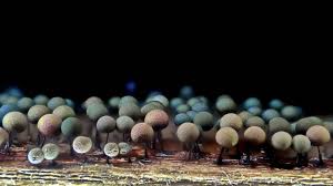 Attēlu rezultāti vaicājumam “Lamproderma violaceum”