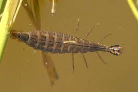 Attēlu rezultāti vaicājumam “Acilius sulcatus female”
