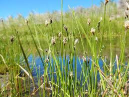 Attēlu rezultāti vaicājumam “Eleocharis palustris flower”
