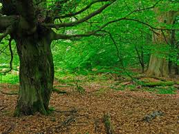 Image result for лес,