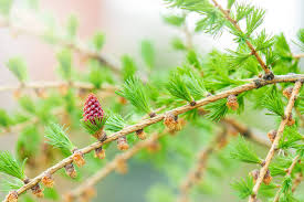 Attēlu rezultāti vaicājumam “Larix decidua flower”