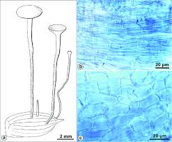 Attēlu rezultāti vaicājumam “Hymenoscyphus fructigenus”