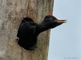 Attēlu rezultāti vaicājumam “Dryocopus martius nest”