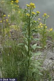 Attēlu rezultāti vaicājumam “Erysimum cheiranthoides leaf”