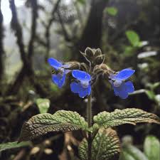 Attēlu rezultāti vaicājumam “Pulmonaria angustifolia flower”