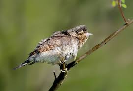 Attēlu rezultāti vaicājumam “Jynx torquilla adult”