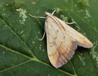 Attēlu rezultāti vaicājumam “Evergestis extimalis”