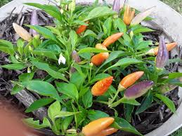 Afbeeldingsresultaat voor numex chimayo hot pepper