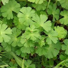 Attēlu rezultāti vaicājumam “Geranium pyrenaicum”