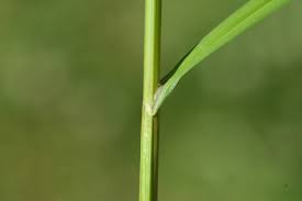 Attēlu rezultāti vaicājumam “Carex loliacea leaf”