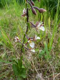 Attēlu rezultāti vaicājumam “Epipactis palustris flower”