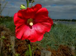 Image result for Stockrose