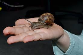 Attēlu rezultāti vaicājumam “Helix pomatia”