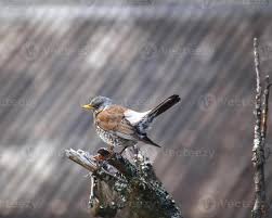 Attēlu rezultāti vaicājumam “Turdus pilaris”