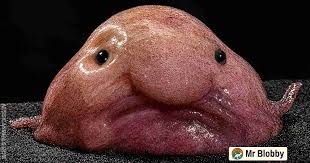 Image result for blobfish