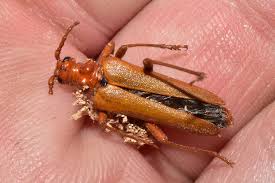 Attēlu rezultāti vaicājumam “Rhamnusium bicolor”