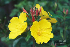 Attēlu rezultāti vaicājumam “Oenothera biennis flower”
