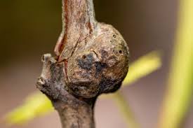 Attēlu rezultāti vaicājumam “Cribraria martinii stalked”