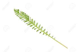 Attēlu rezultāti vaicājumam “Achillea millefolium leaf”