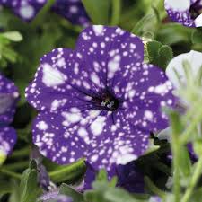 Image result for Petunia