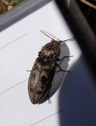 Attēlu rezultāti vaicājumam “Prosternon tessellatum”