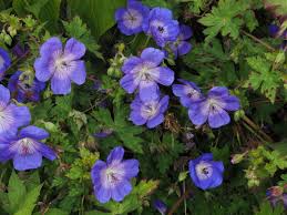 Attēlu rezultāti vaicājumam “Geranium sylvaticum”