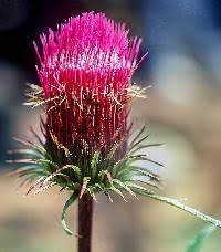 Attēlu rezultāti vaicājumam “Cirsium x rigens leaf”